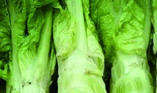 莴苣是什么菜 莴苣是什么
