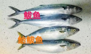 鲅鱼和鲐鲅鱼区别 鲅鱼和鲐鲅鱼有什么区别