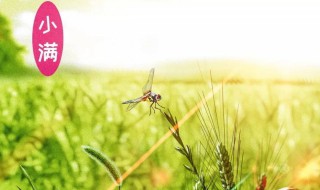 2022年小满节气是24节气当中第几个 2022年小满节气介绍