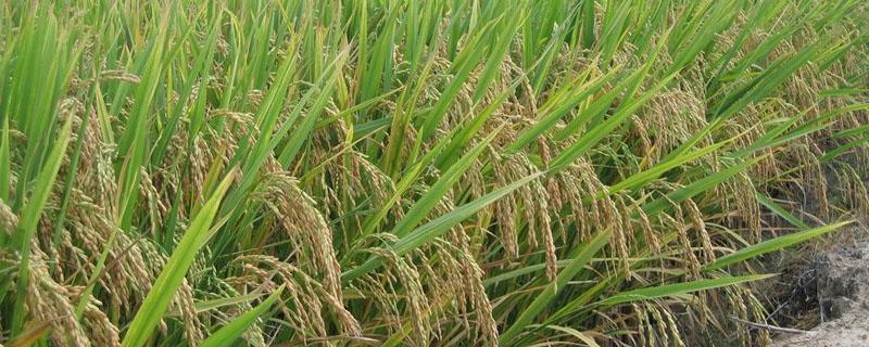 水稻恶苗防治（水稻恶苗病菌）